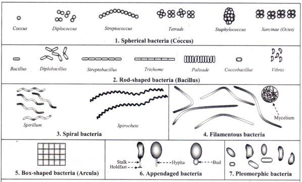 Bacteria: Different Size Shape Arrangement of Bacterial Cells